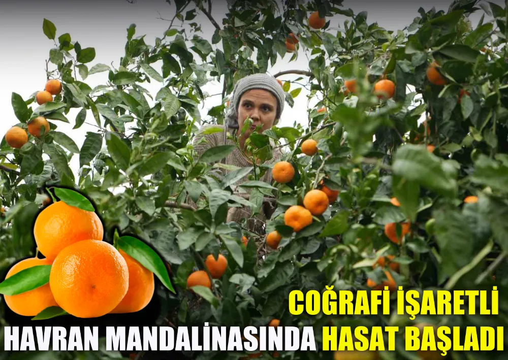 Coğrafi İşaretli Havran Mandalinasında Hasat Başladı
