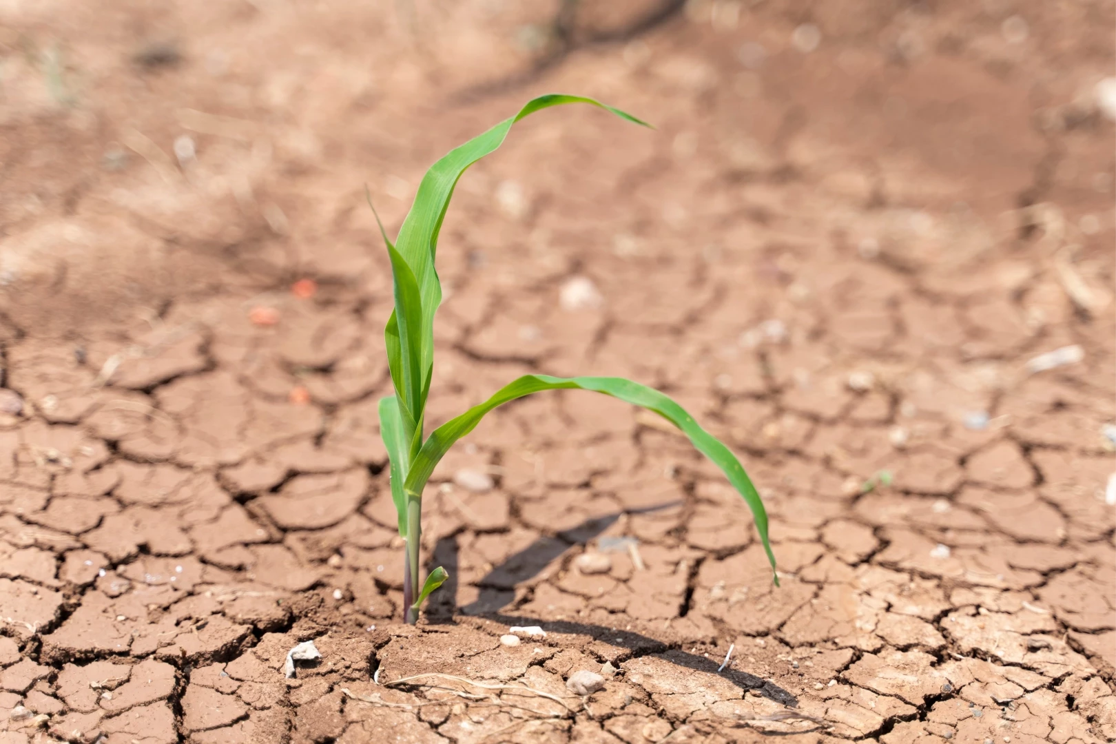 TEMA: Toprağı iyileştirmek, geleceği korumaktır