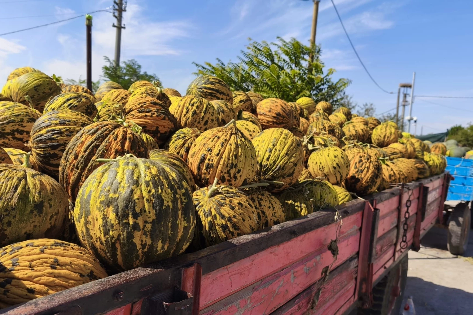 İpsala’nın kavun üreticileri kuraklıktan dertli